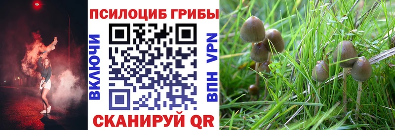Купить  Тында  Псилоцибиновые грибы прущие грибы 